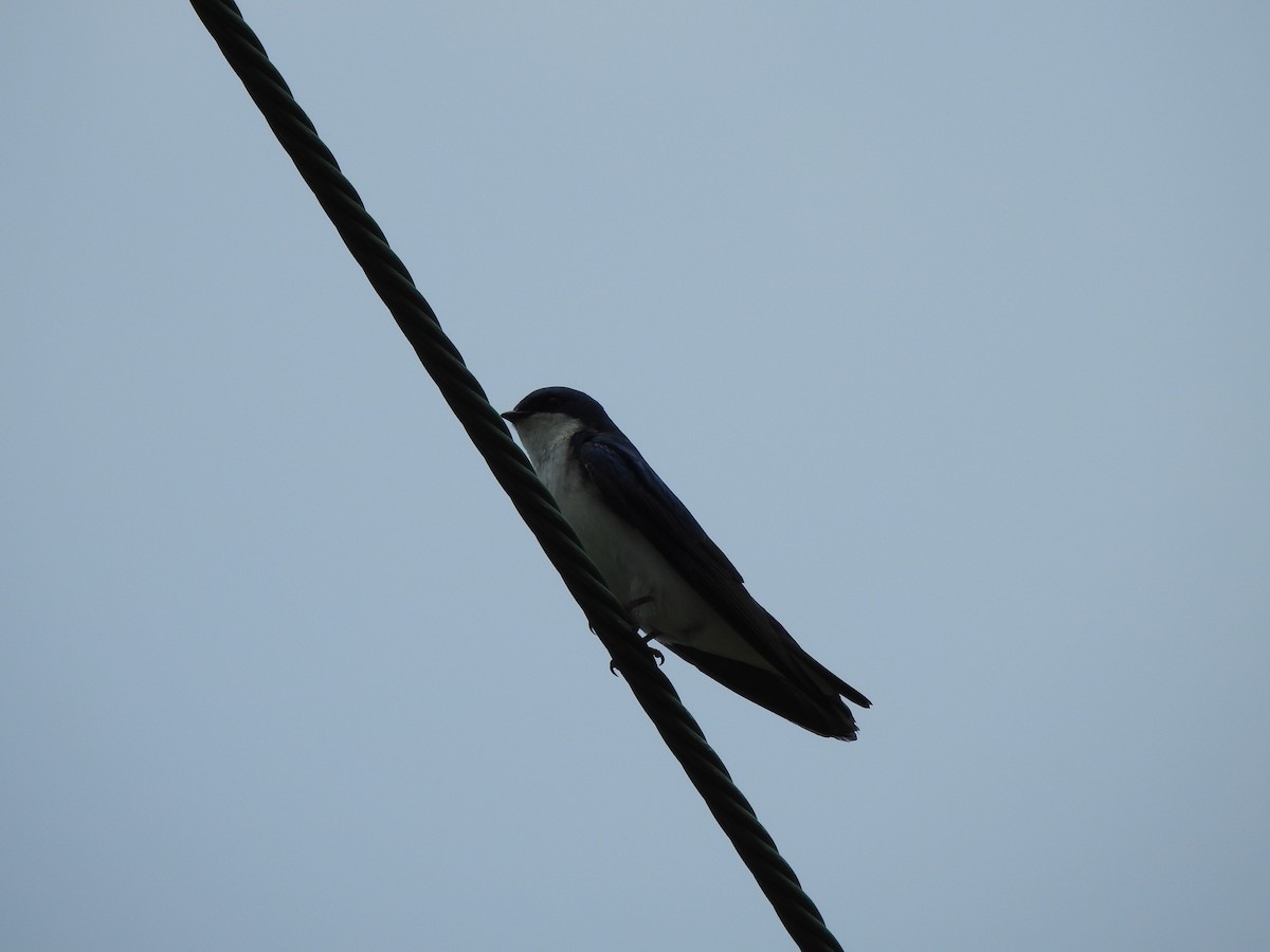 Tree Swallow - ML619378964