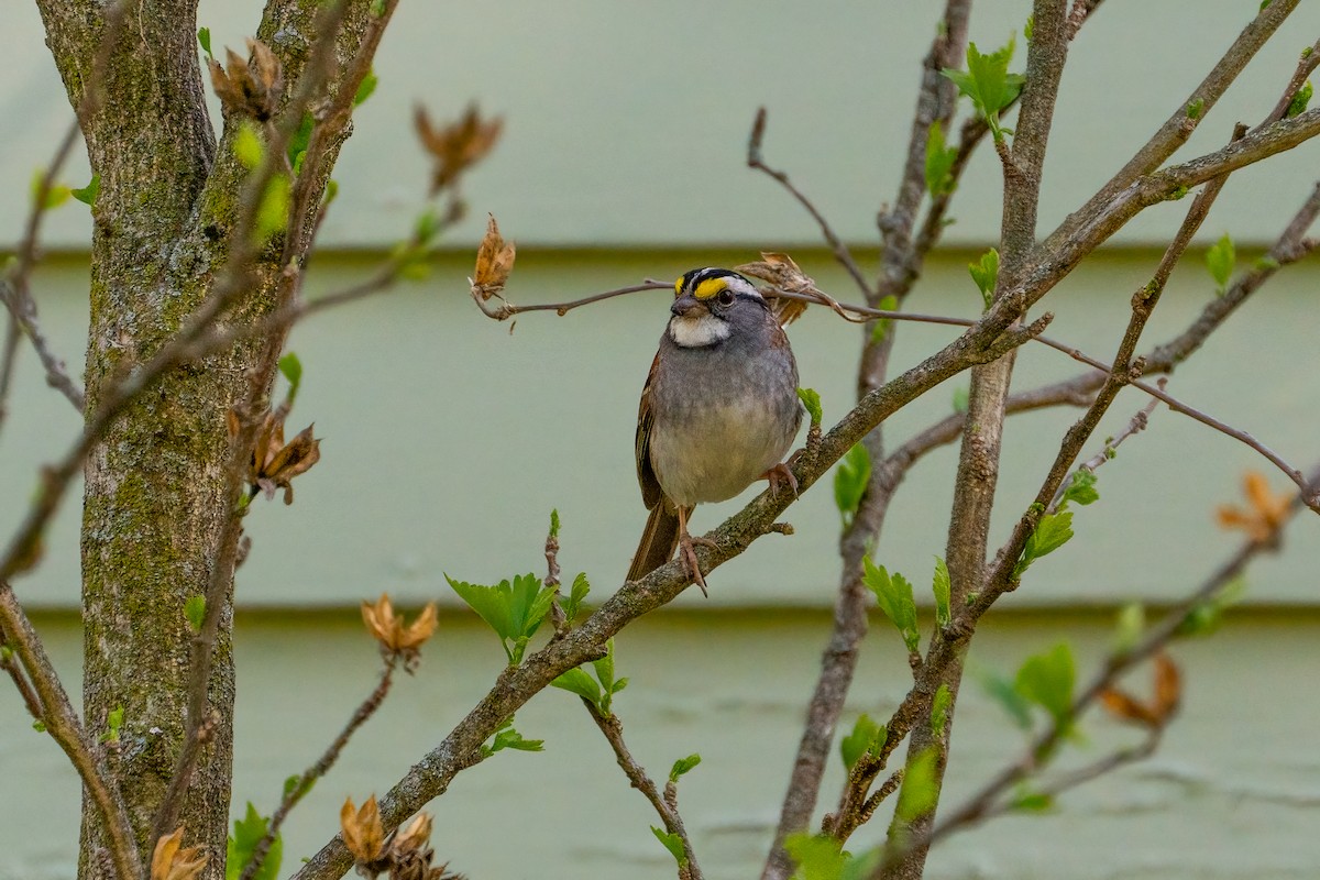 White-throated Sparrow - ML619378983