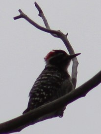 Nuttall's Woodpecker - ML619379004