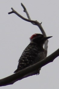 Nuttall's Woodpecker - ML619379005