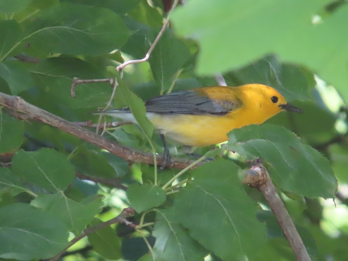 Prothonotary Warbler - ML619379014