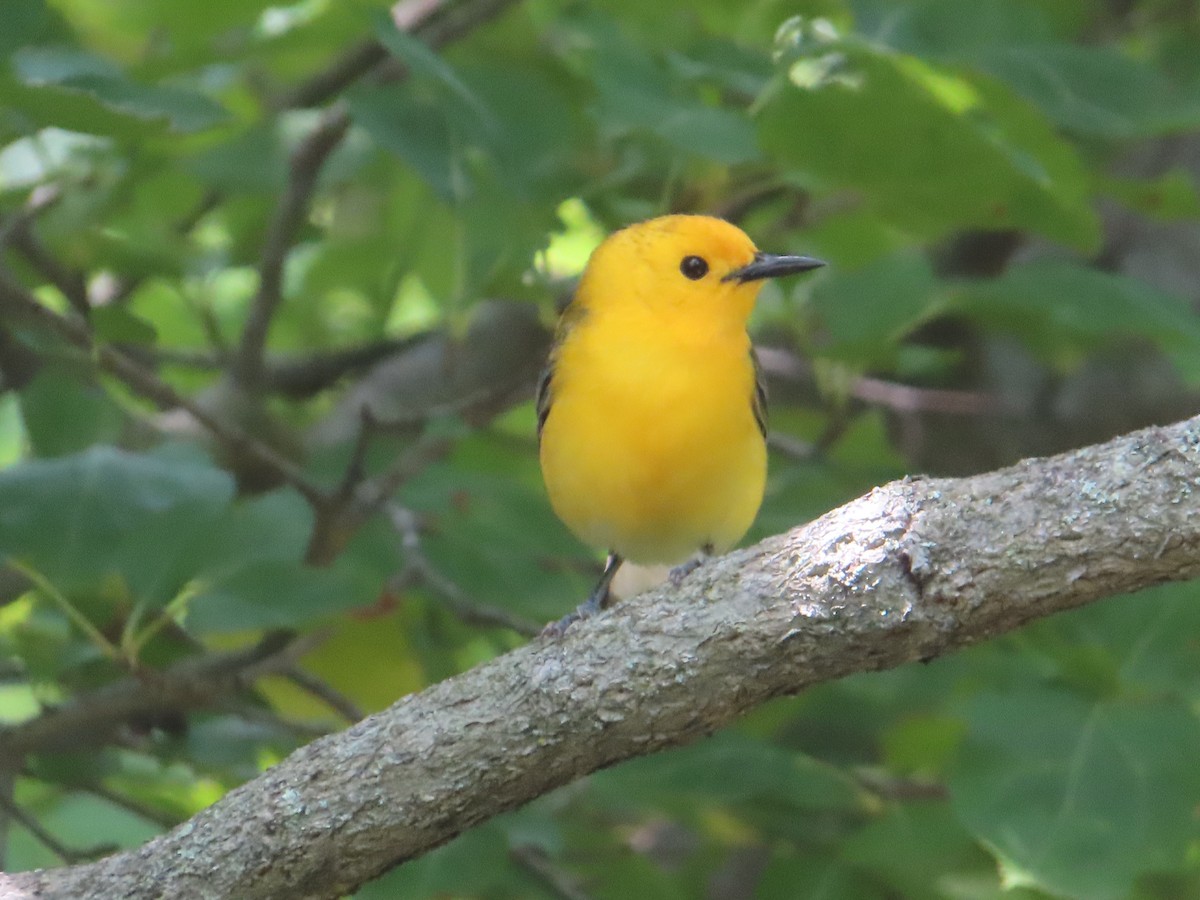 Prothonotary Warbler - ML619379017