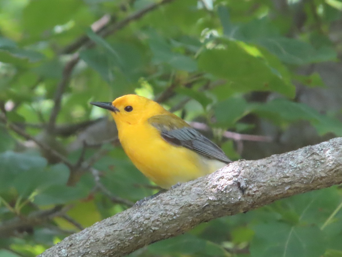 Prothonotary Warbler - ML619379019