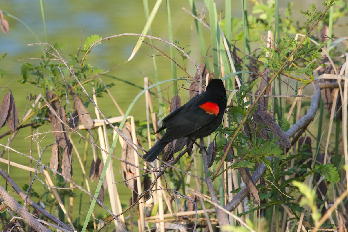 Red-winged Blackbird (California Bicolored) - ML619379045