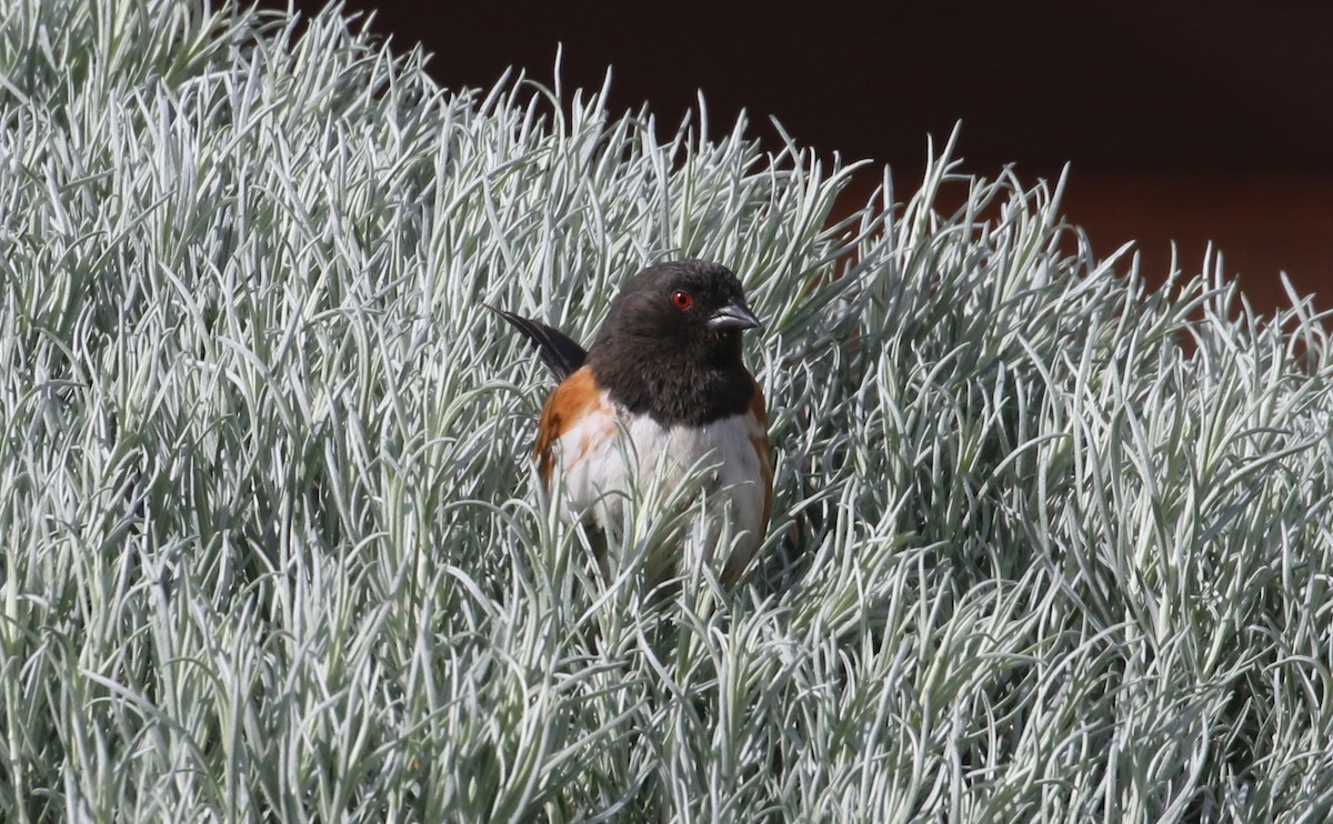 Spotted Towhee - ML619379050