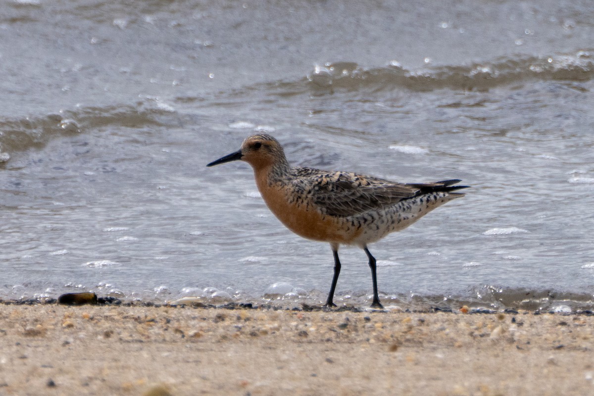 Red Knot - ML619379055
