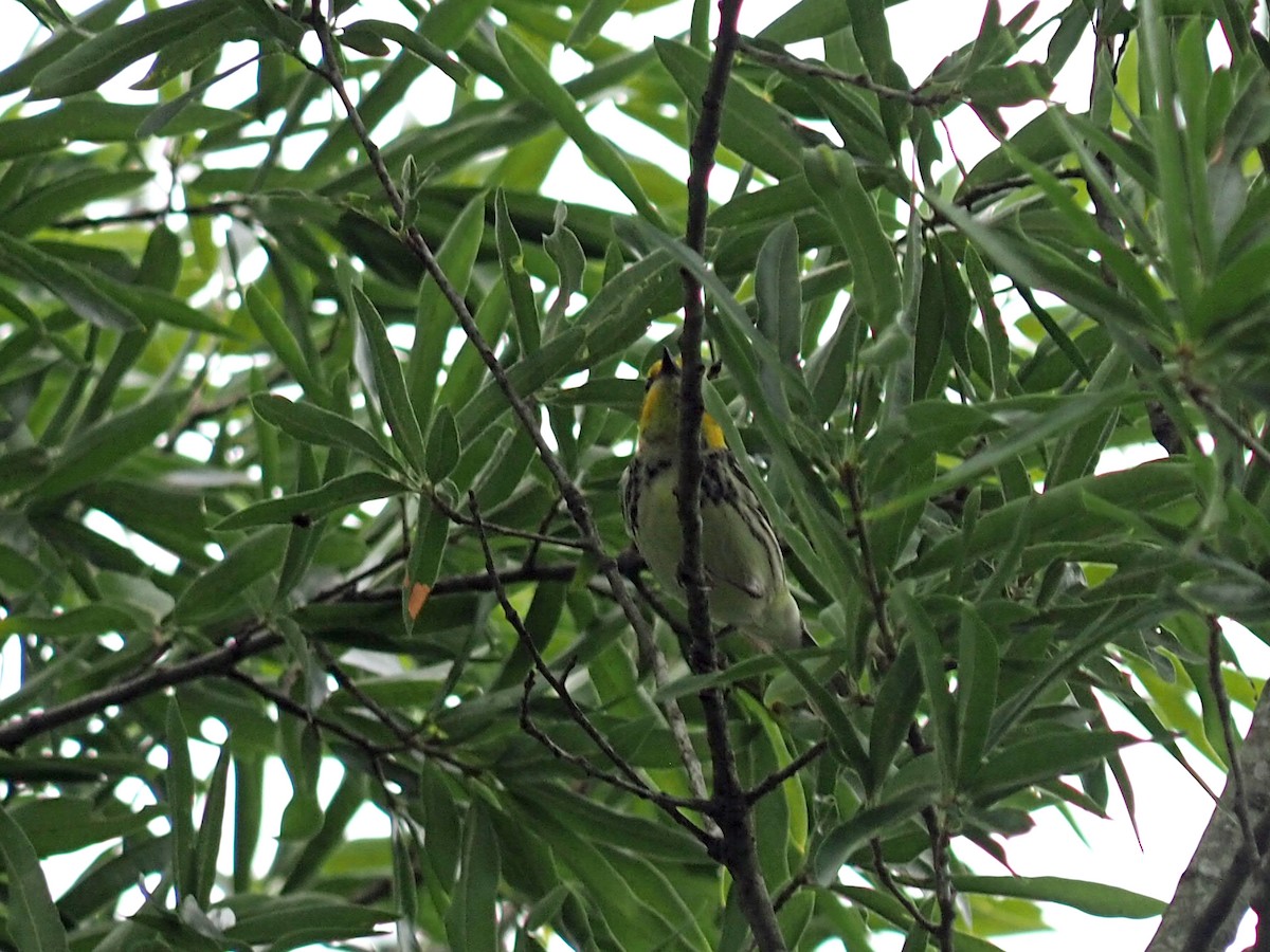 Black-throated Green Warbler - ML619379081