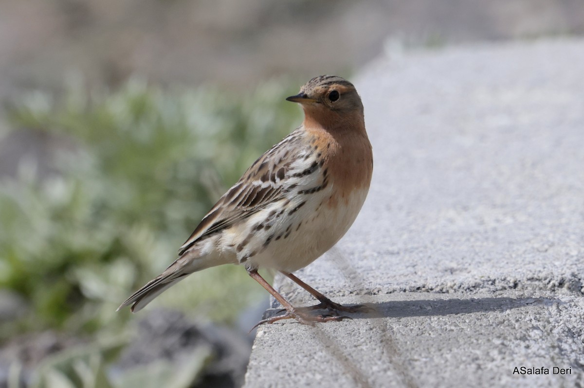 Red-throated Pipit - ML619379103