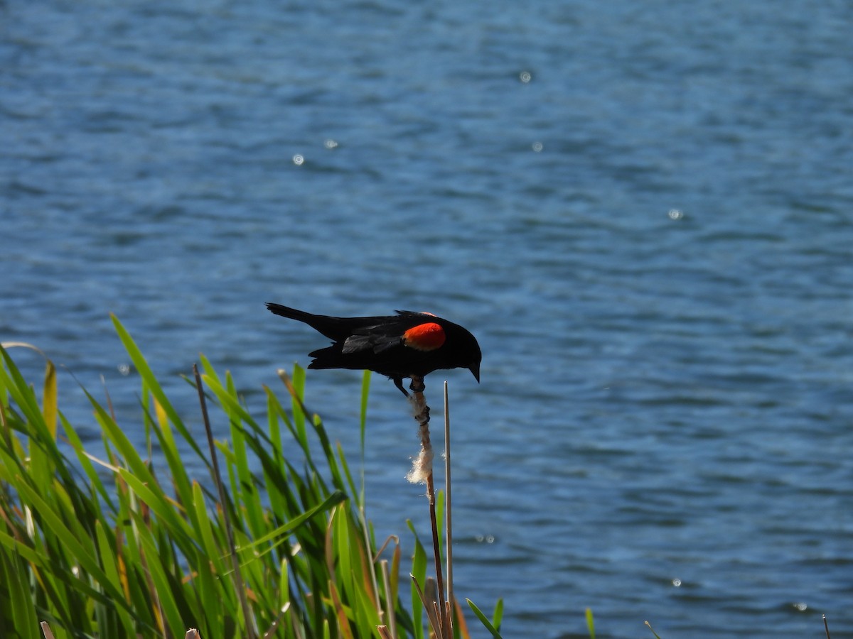 Red-winged Blackbird - ML619379194