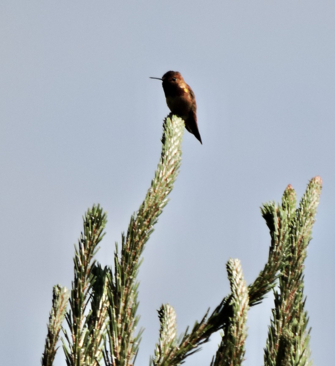 Rufous Hummingbird - ML619379231