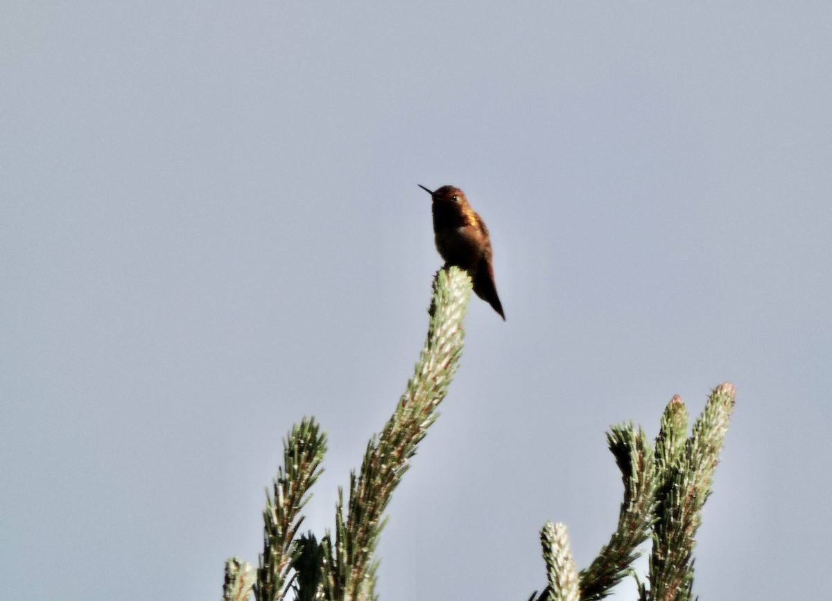 Rufous Hummingbird - ML619379232