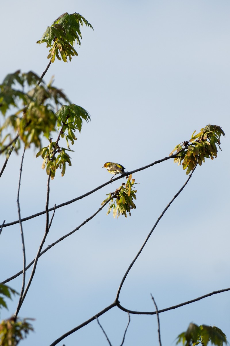 Cape May Warbler - ML619379283