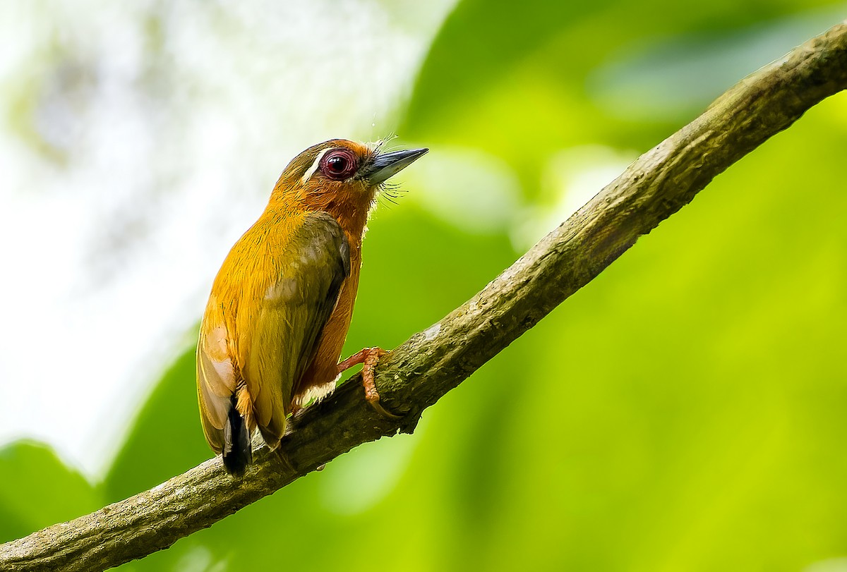 White-browed Piculet - ML619379312