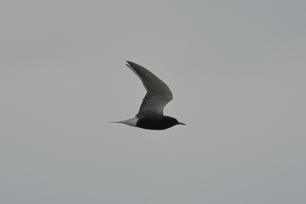 Black Tern - ML619379339
