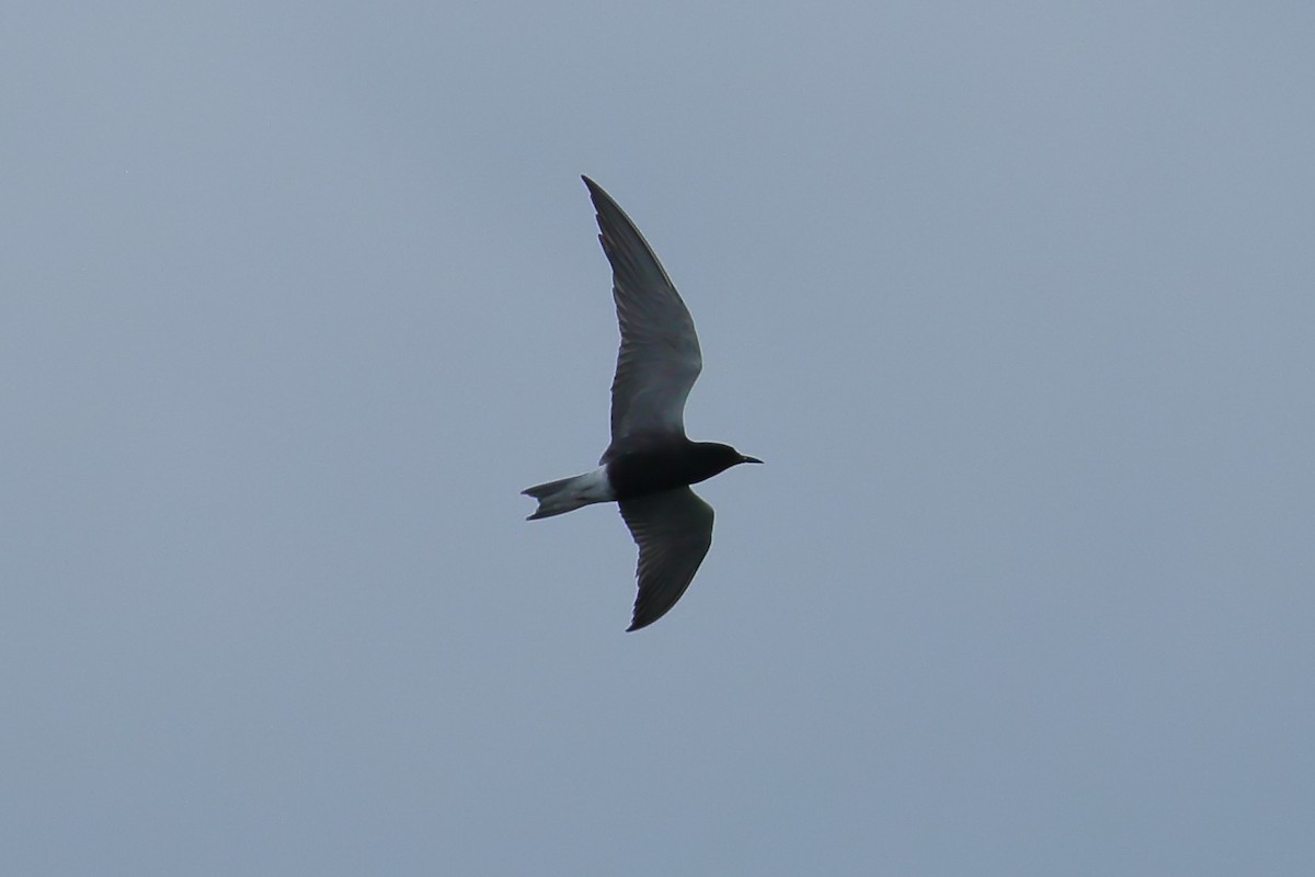 Black Tern - ML619379340