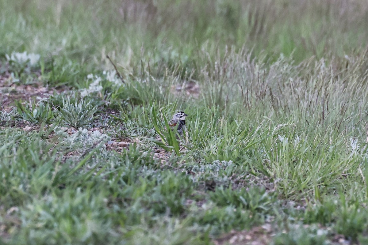Thick-billed Longspur - ML619379403