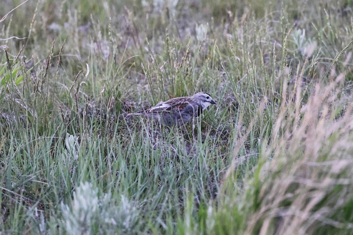 Thick-billed Longspur - ML619379404