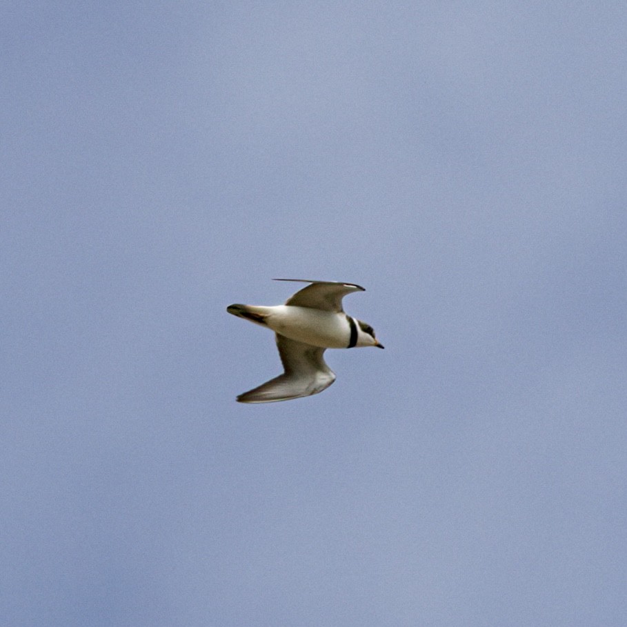 Semipalmated Plover - ML619379417
