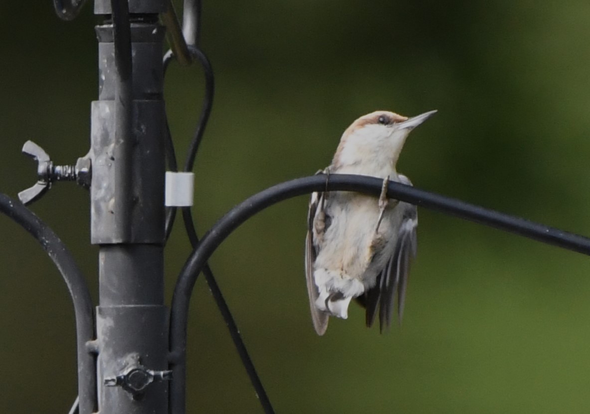 Brown-headed Nuthatch - ML619379488