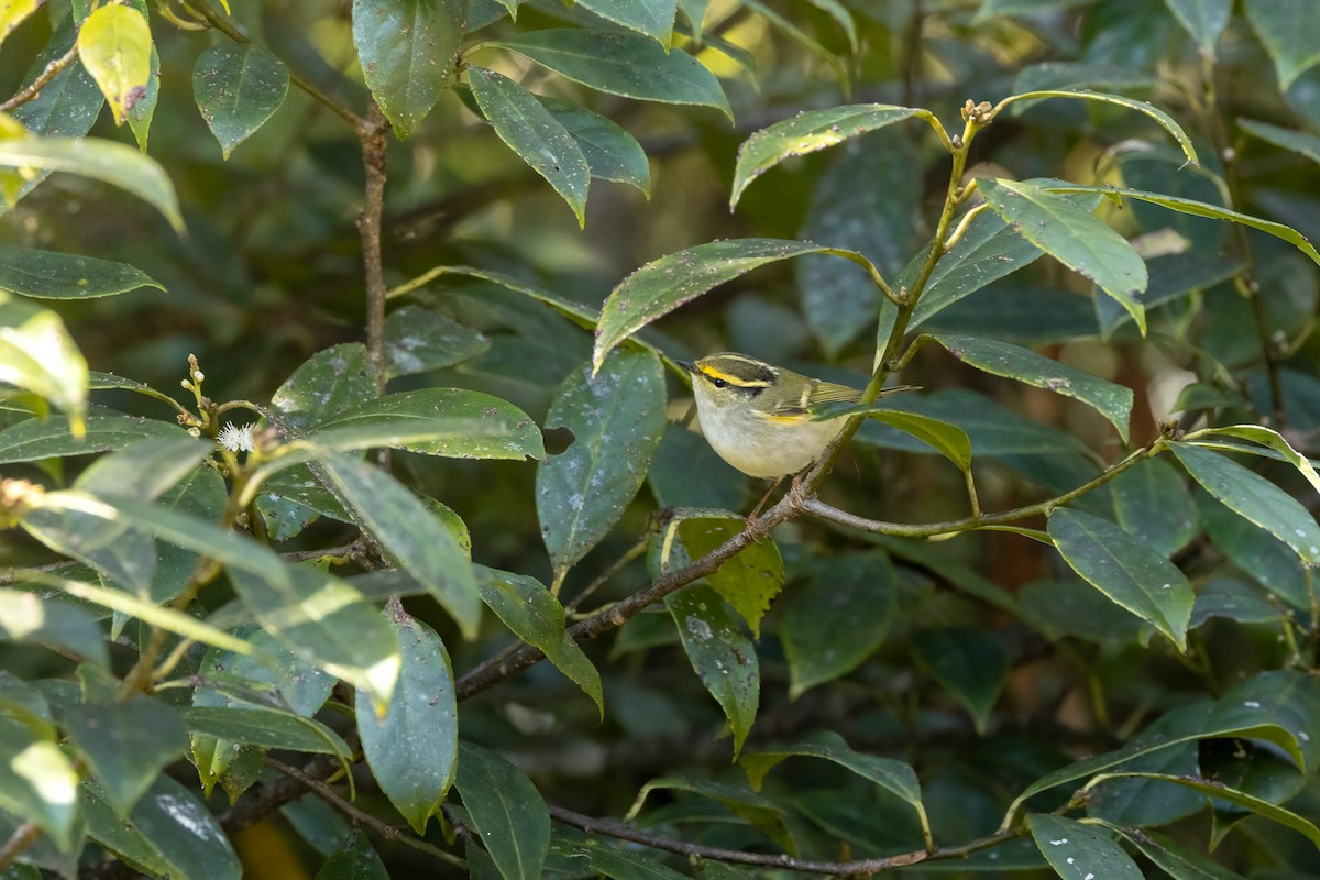 Pallas's Leaf Warbler - ML619379501
