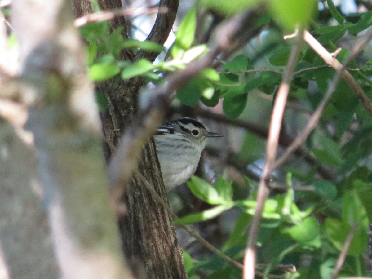 Black-and-white Warbler - ML619379502
