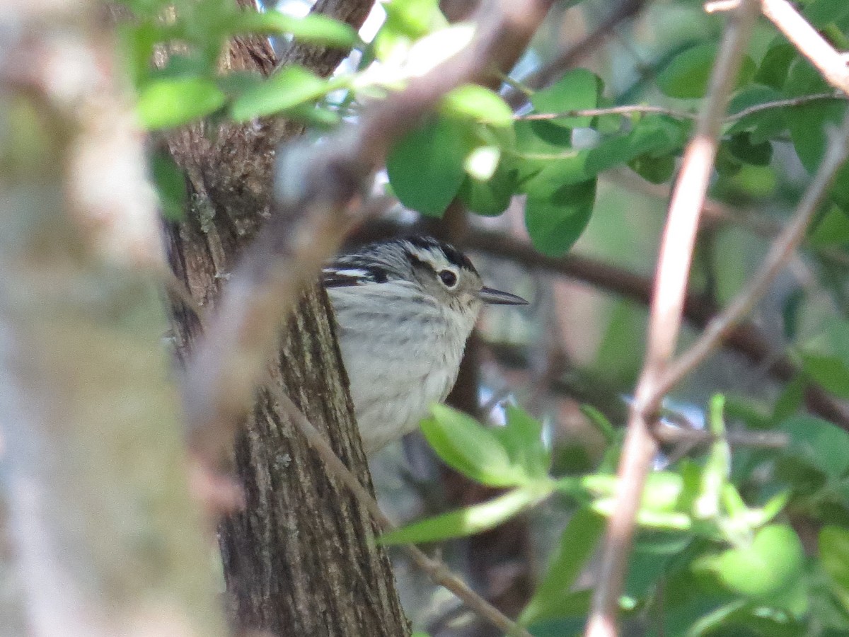 Black-and-white Warbler - ML619379503
