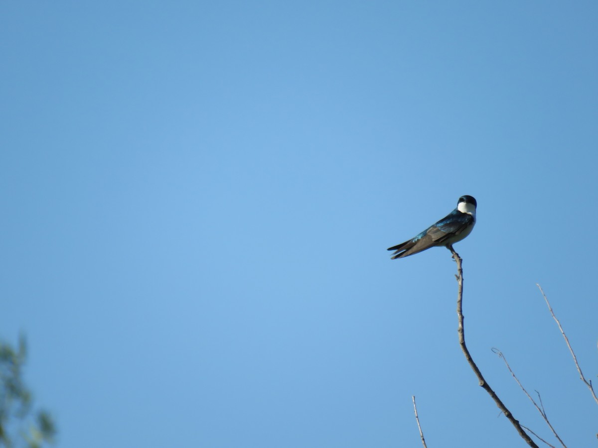 Tree Swallow - ML619379506