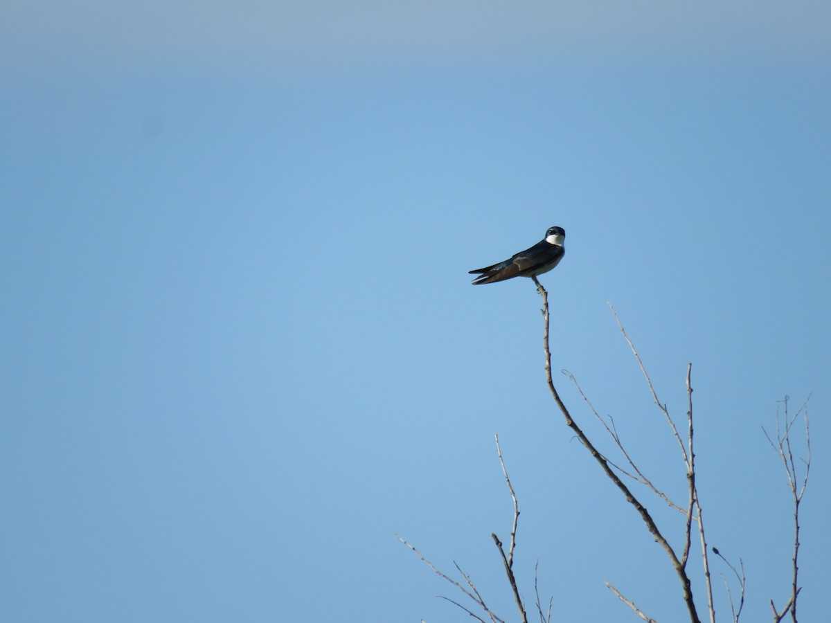 Tree Swallow - ML619379508