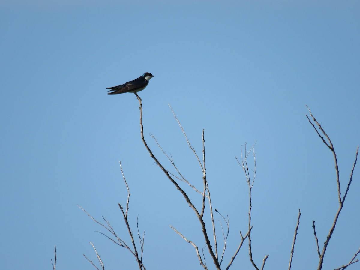 Tree Swallow - ML619379510