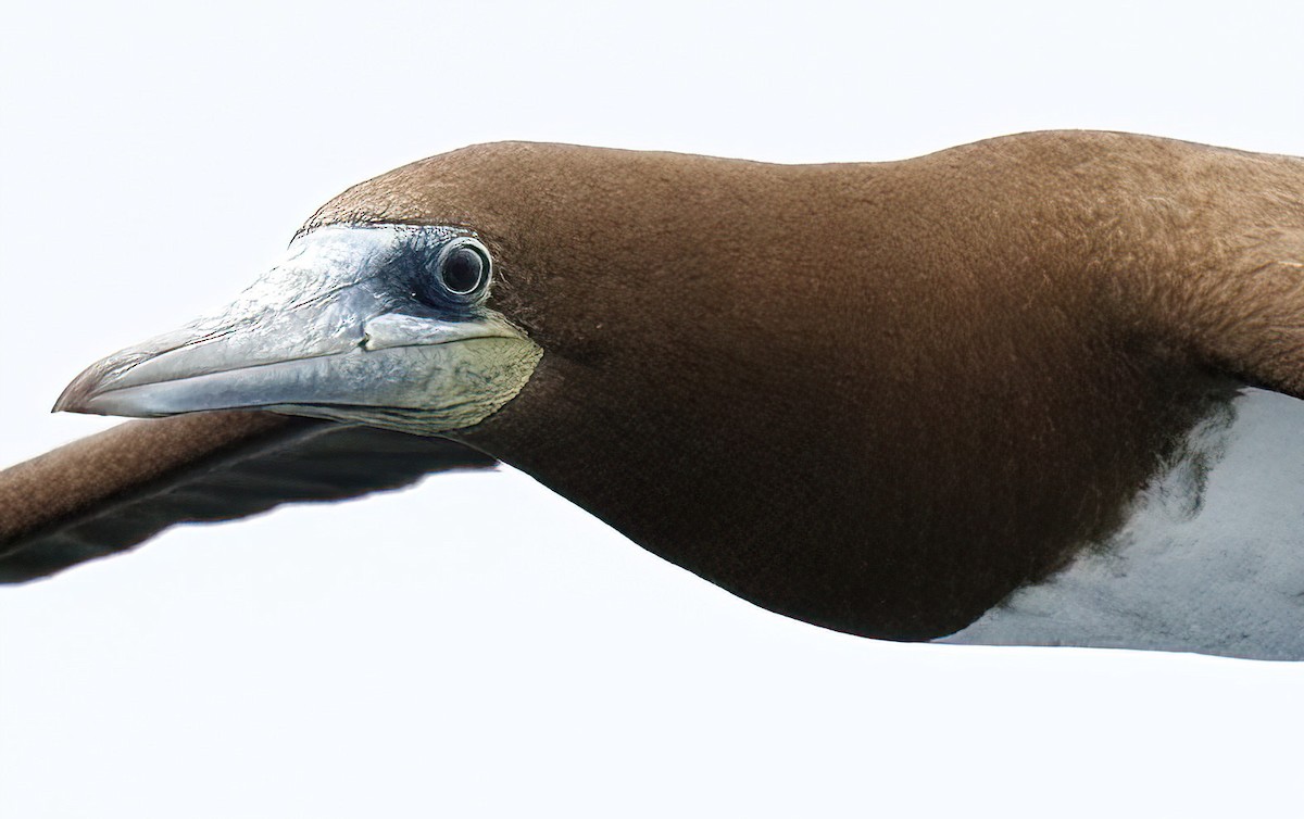 Brown Booby - ML619379561
