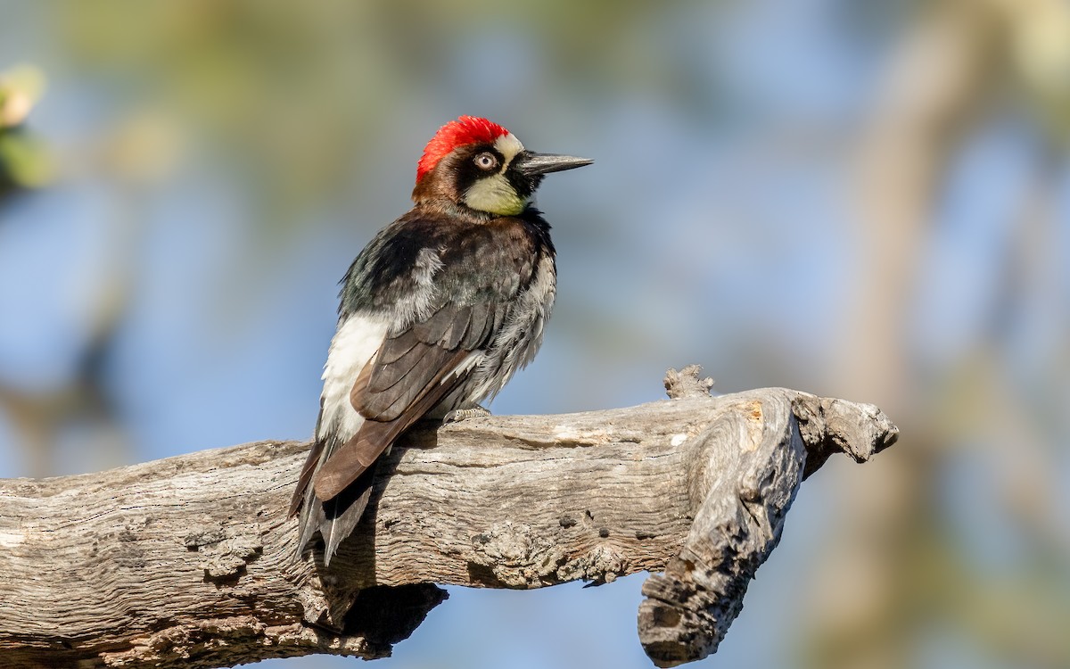 Acorn Woodpecker - ML619379596