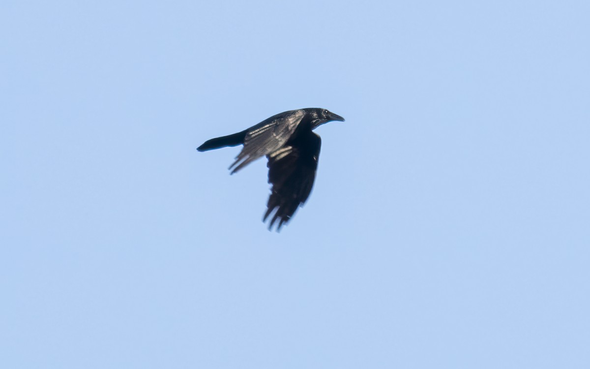 Common Raven - ML619379615