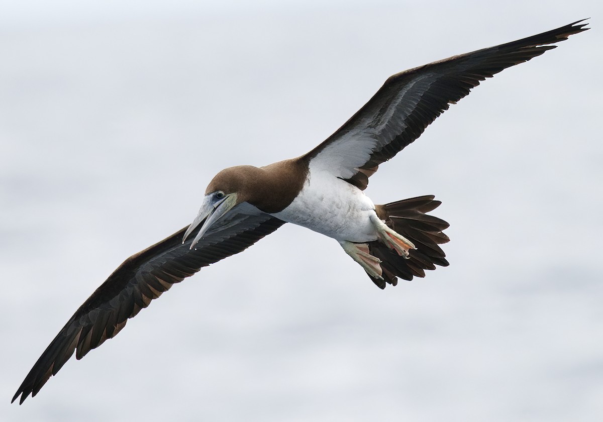 Brown Booby - ML619379640