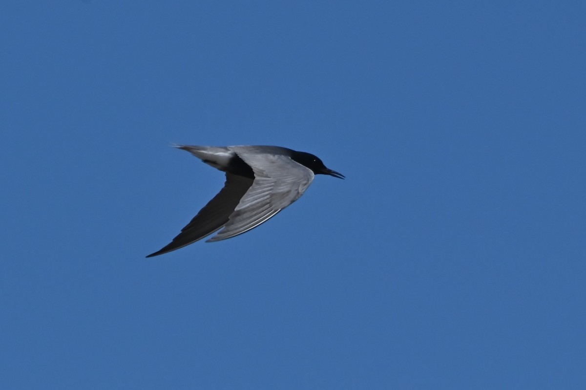 Black Tern - ML619379718