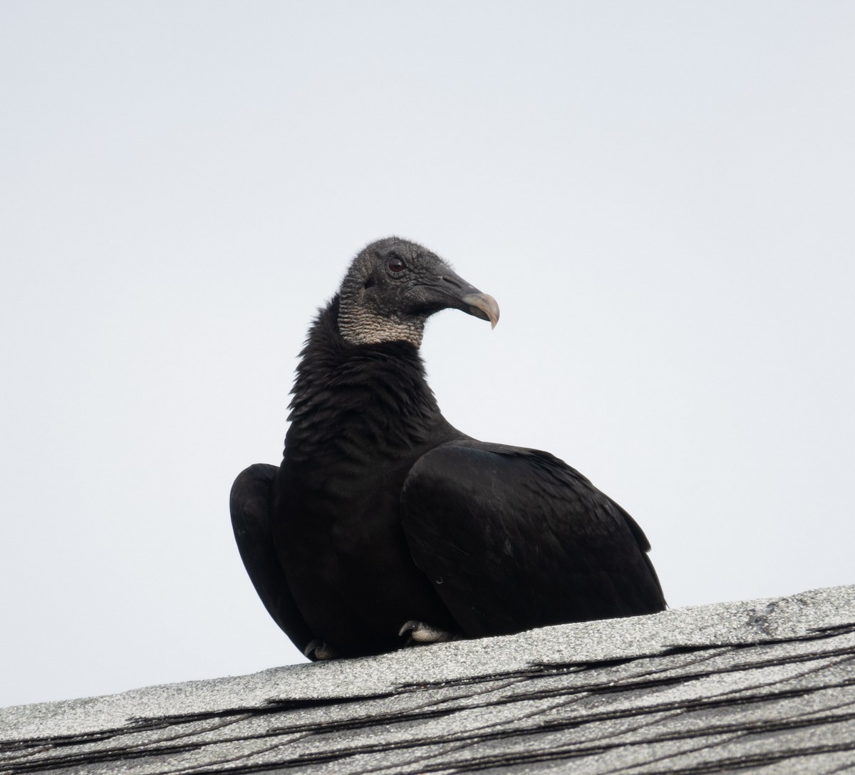 Black Vulture - ML619379720