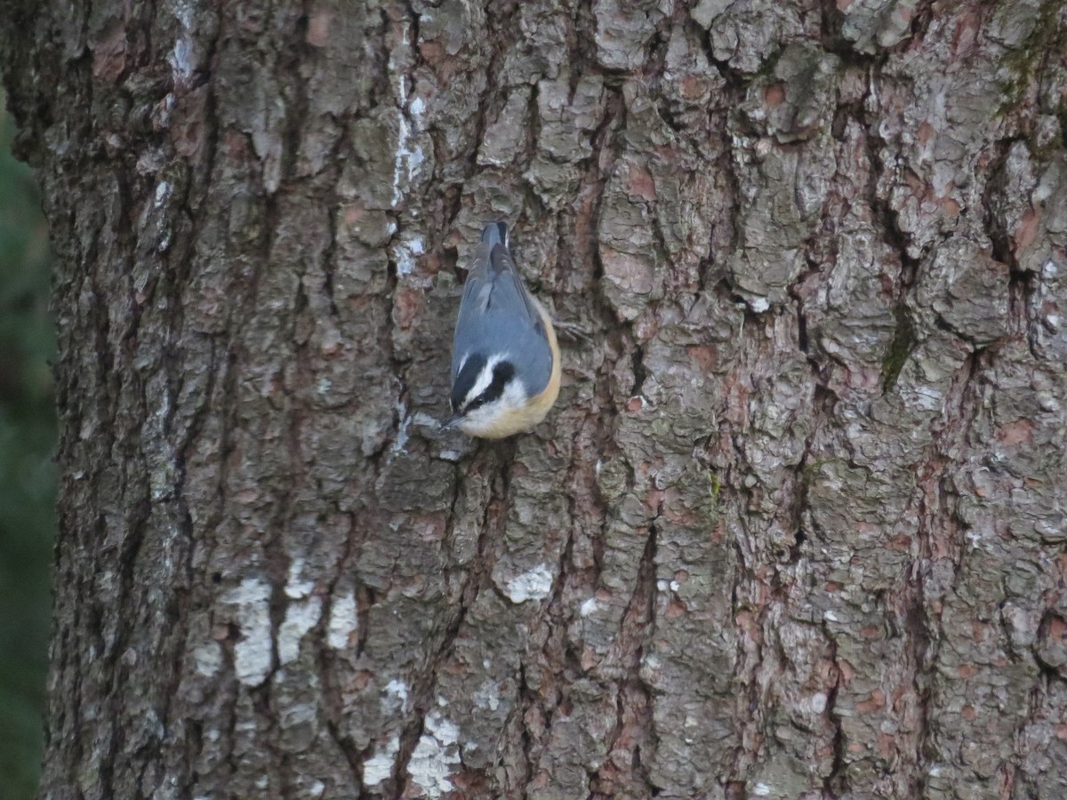 Red-breasted Nuthatch - ML619379758