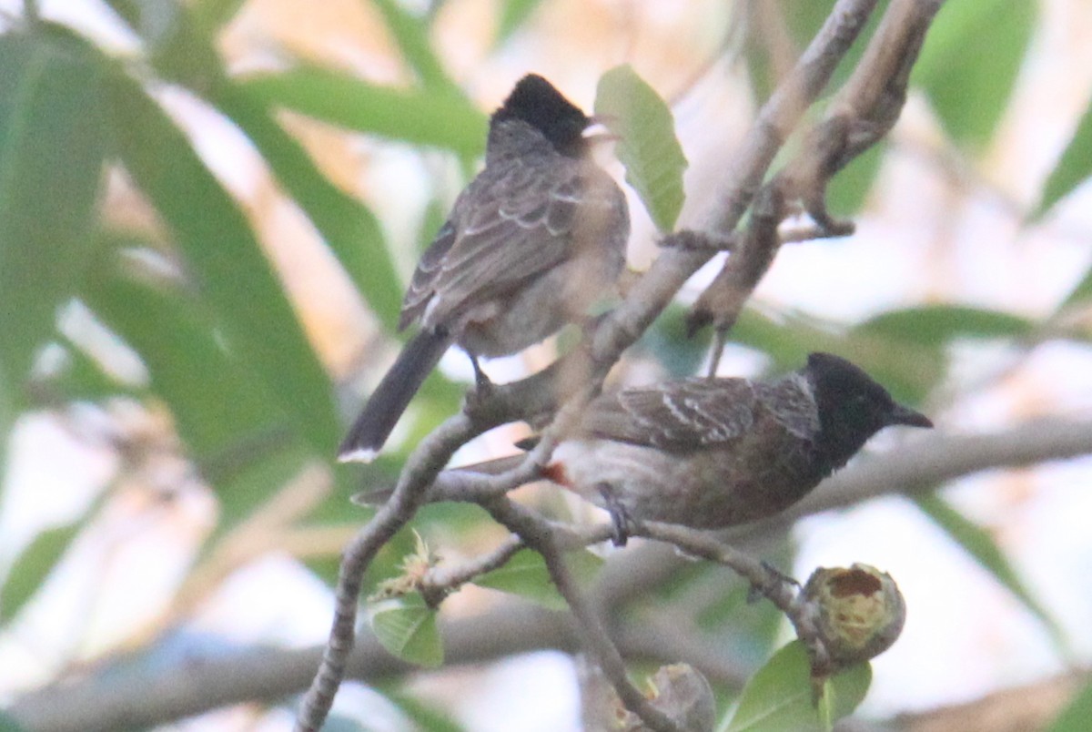 Red-vented Bulbul - ML619379818