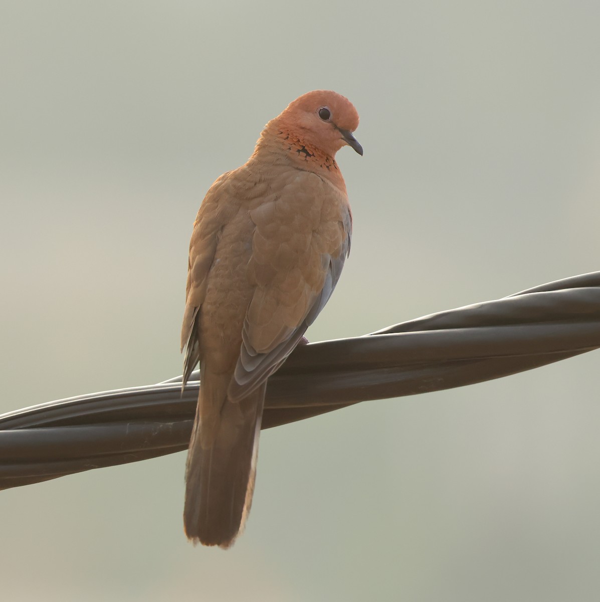 Laughing Dove - ML619379838