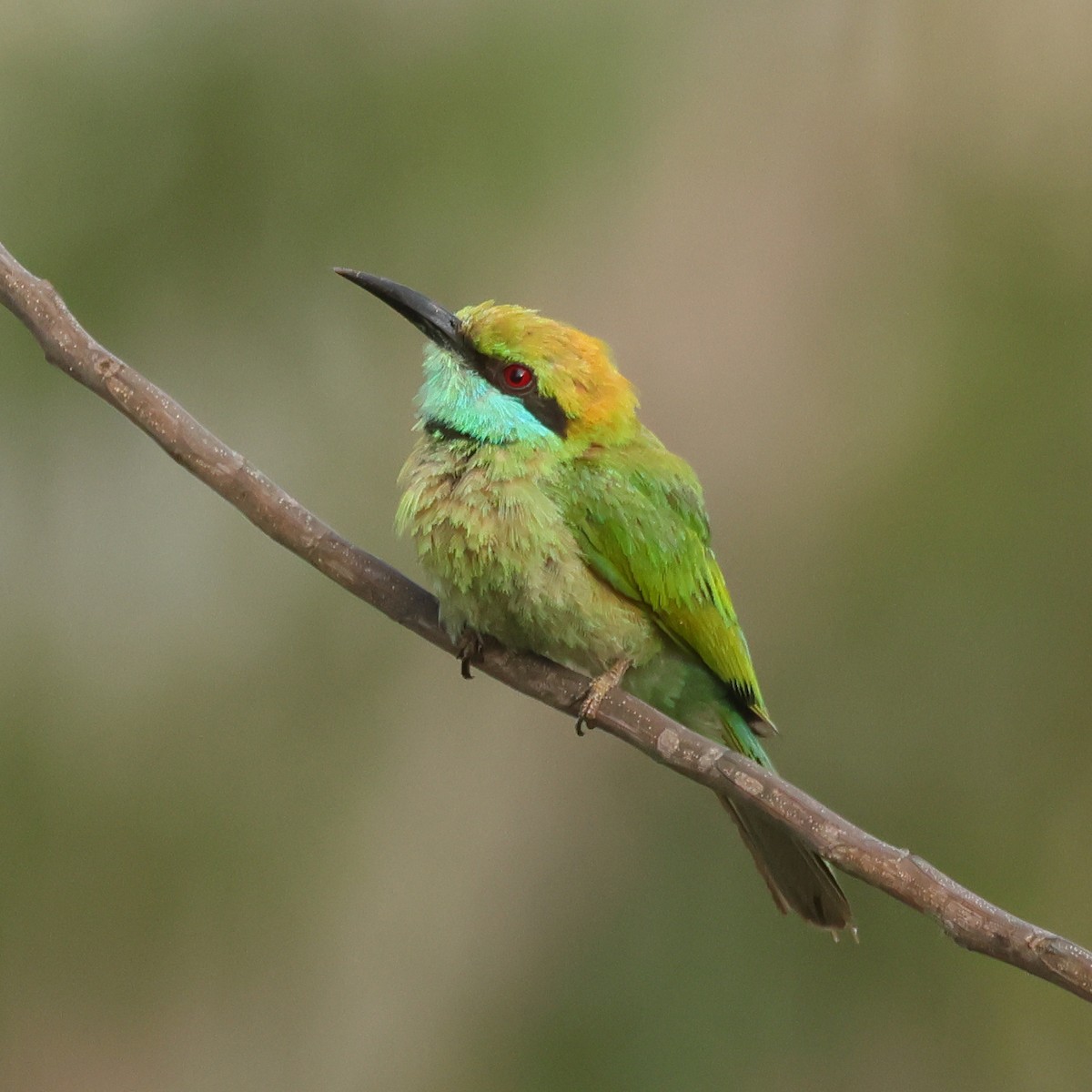 Asian Green Bee-eater - ML619379856