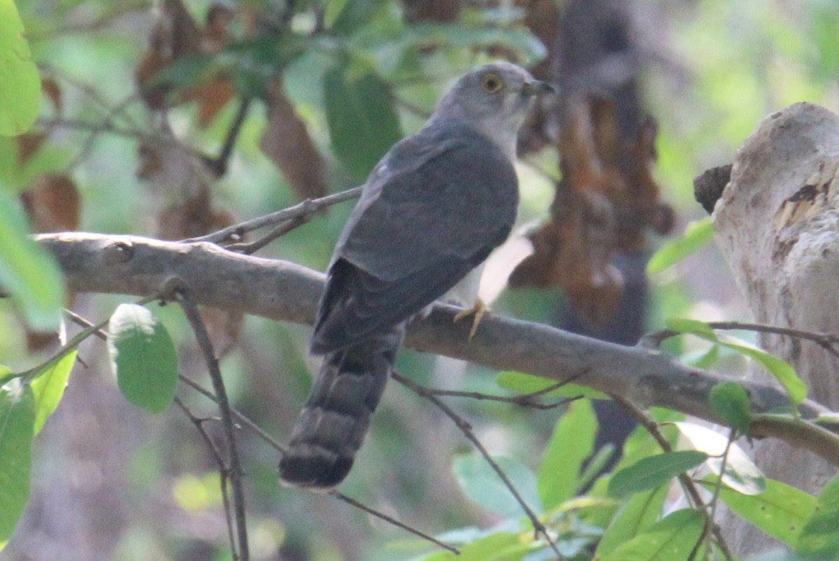 Common Hawk-Cuckoo - ML619379903