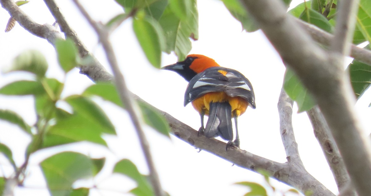 Spot-breasted Oriole - ML619379965