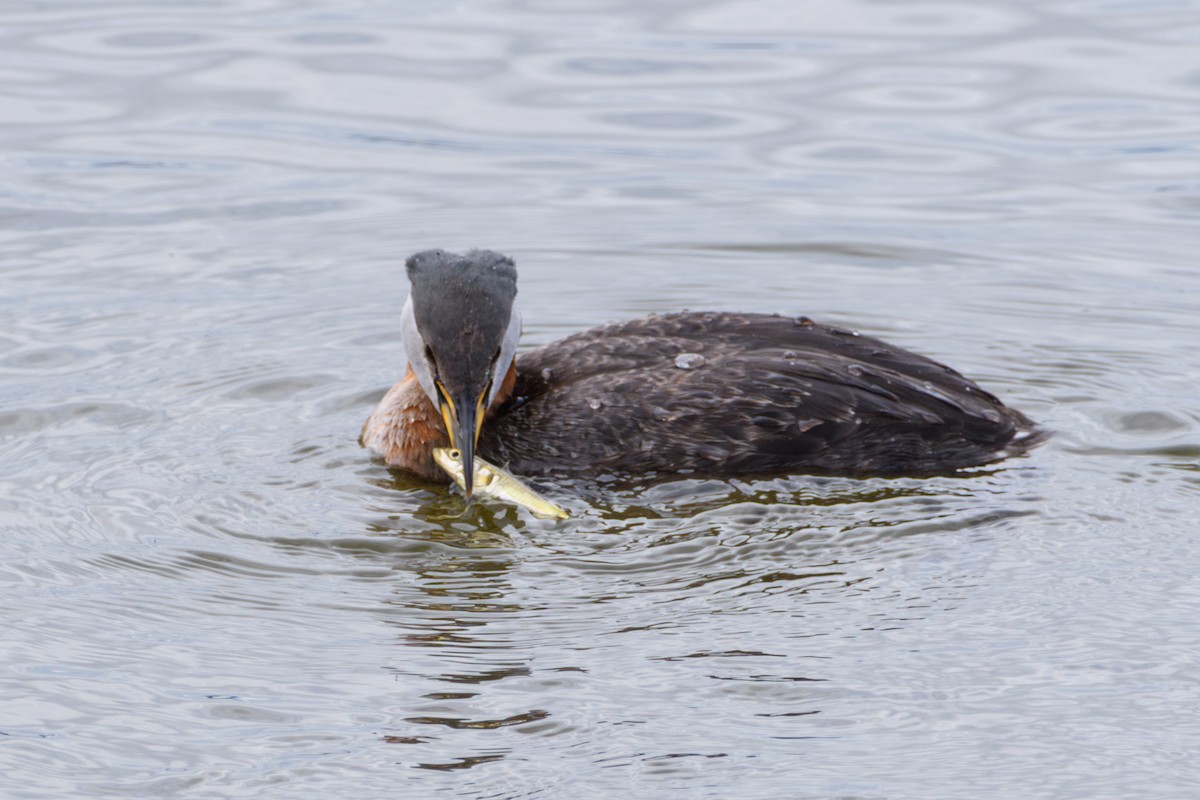 Red-necked Grebe - ML619380007