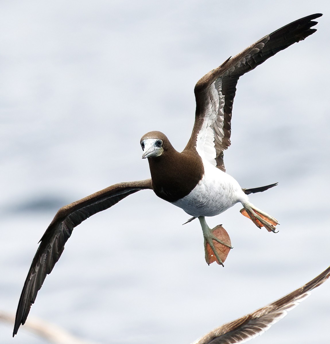 Brown Booby - ML619380010