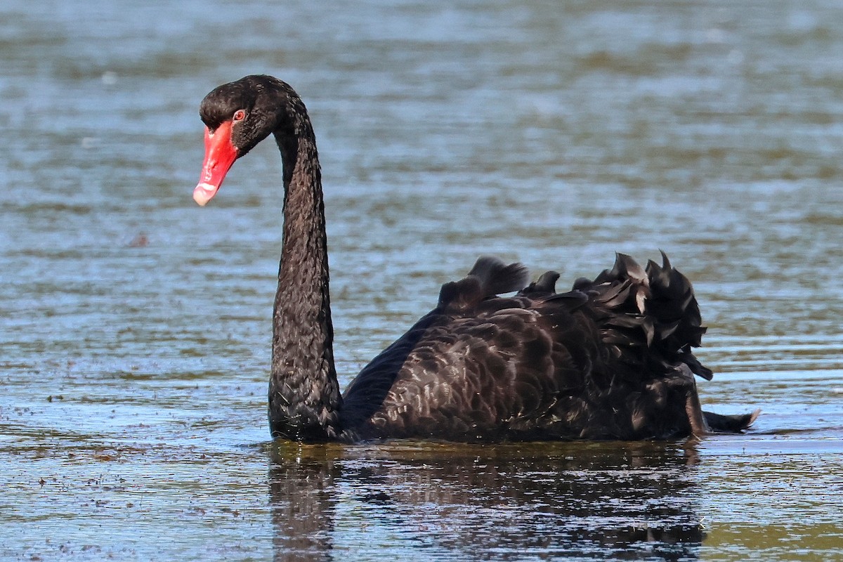 Black Swan - ML619380052