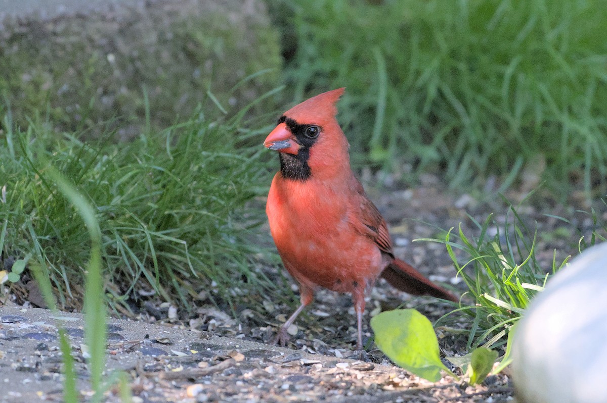 Cardinal rouge - ML619380066