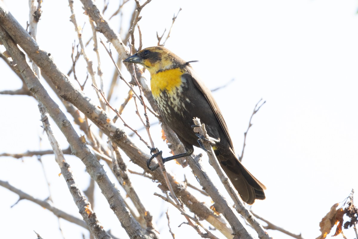 Yellow-headed Blackbird - ML619380088