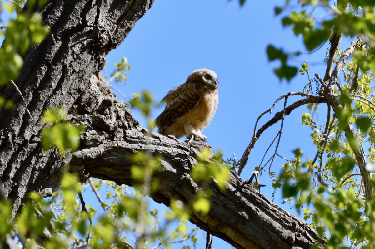 Great Horned Owl - ML619380091