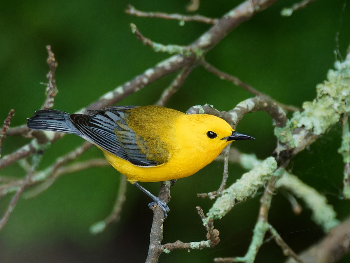Prothonotary Warbler - ML619380096