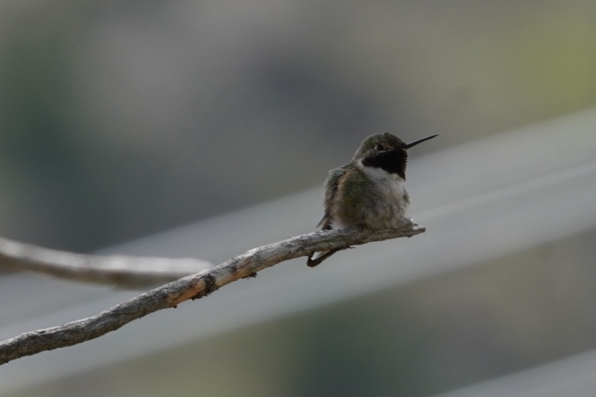 Black-chinned Hummingbird - ML619380100