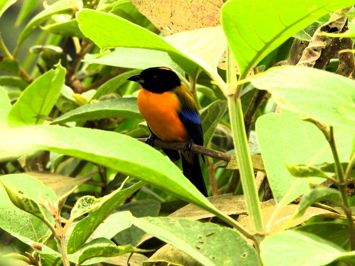 Black-chinned Mountain Tanager - ML619380119
